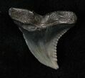 Beautiful Hemipristis Shark Tooth - South Carolina #17207-1